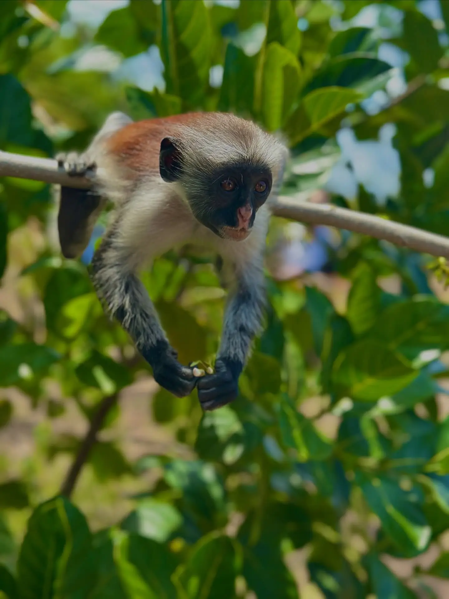 Mangrove ecosystem 139